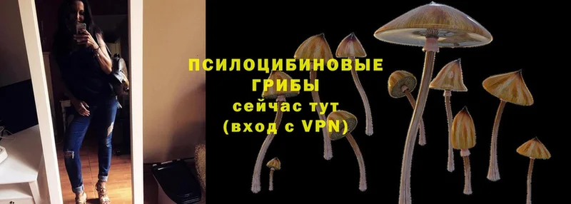 наркошоп  Нижняя Тура  Псилоцибиновые грибы Cubensis 